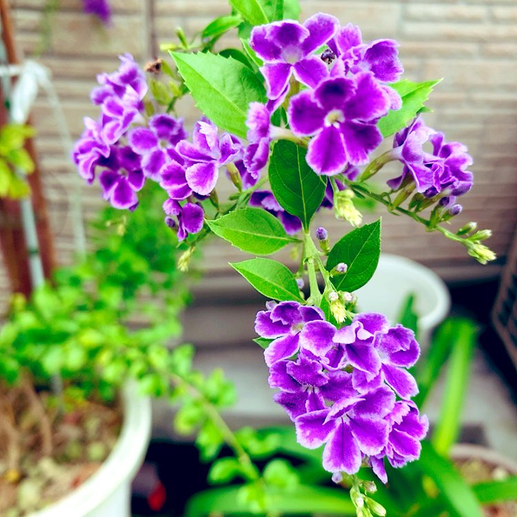 daikichisensei's tweet photo. こんな暑い中でも綺麗に咲いてる花はカッコイイ女性に似てませんか？😆

#花好き　#写真好き　#花言葉　#女性支援 https://t.co/CynWGnoYyC
