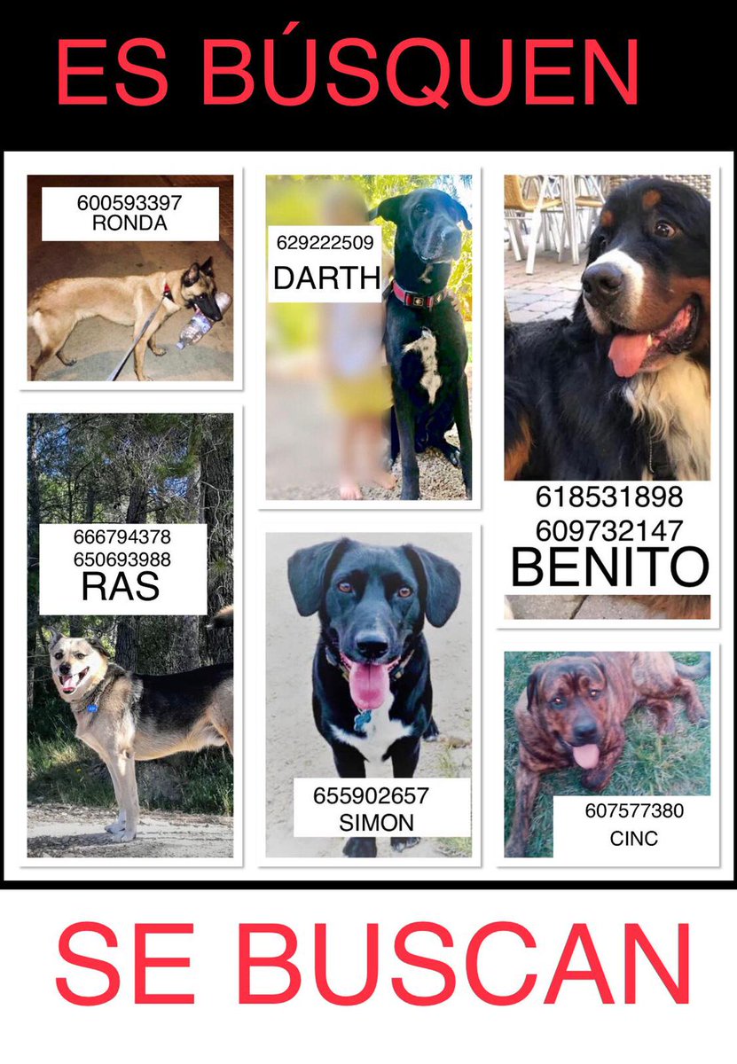 Provitas3's tweet photo. ¡PERROS PERDIDOS! Estos propietarios siguen buscando incansablemente a sus mascotas: ¿les ayudamos a que puedan volver a casa? ¡RETUITEA, COMPARTE Y DIFUNDE! https://t.co/RnorHg50VU