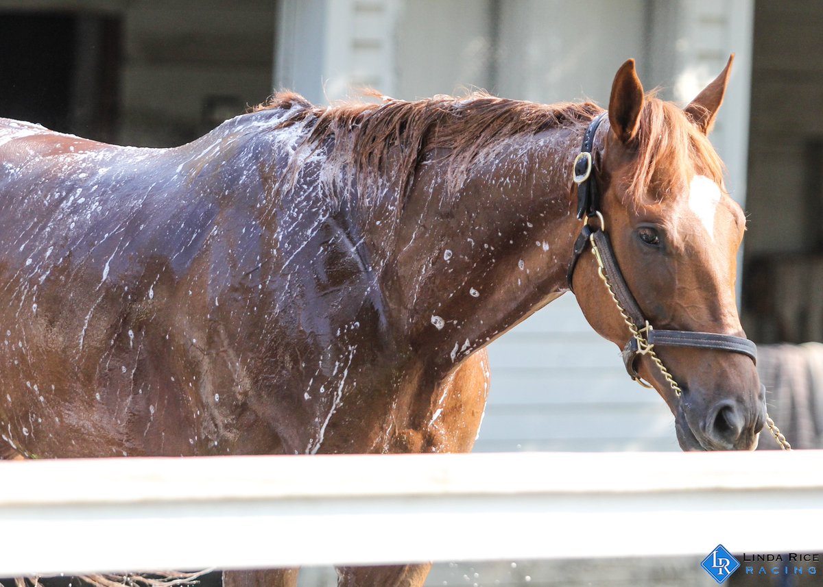 LindaRiceRacing's tweet photo. We have three in today at Saratoga, starting with Tallaj in race 2. Partner’s Hope is in race 4 and Joqular is in race 10. Good luck to the connections! https://t.co/W7TBaMY2jw