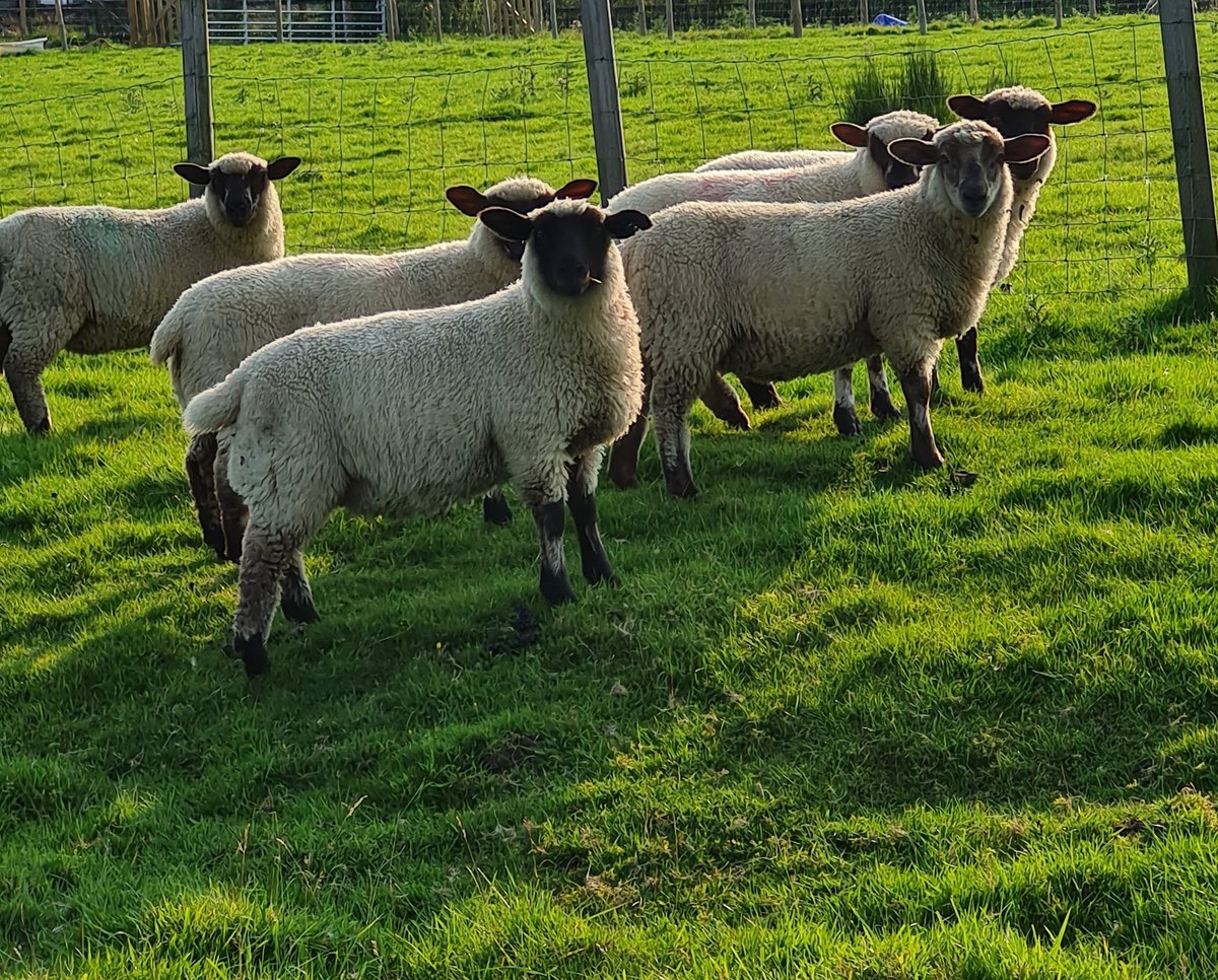 joshmaude5's tweet photo. Lambs thriving up on the tops of cowling π #Hampshiredown #fatlambs #buybritish #terminalsire @thelumbflock @maudez2 https://t.co/xjUdVdKI6D