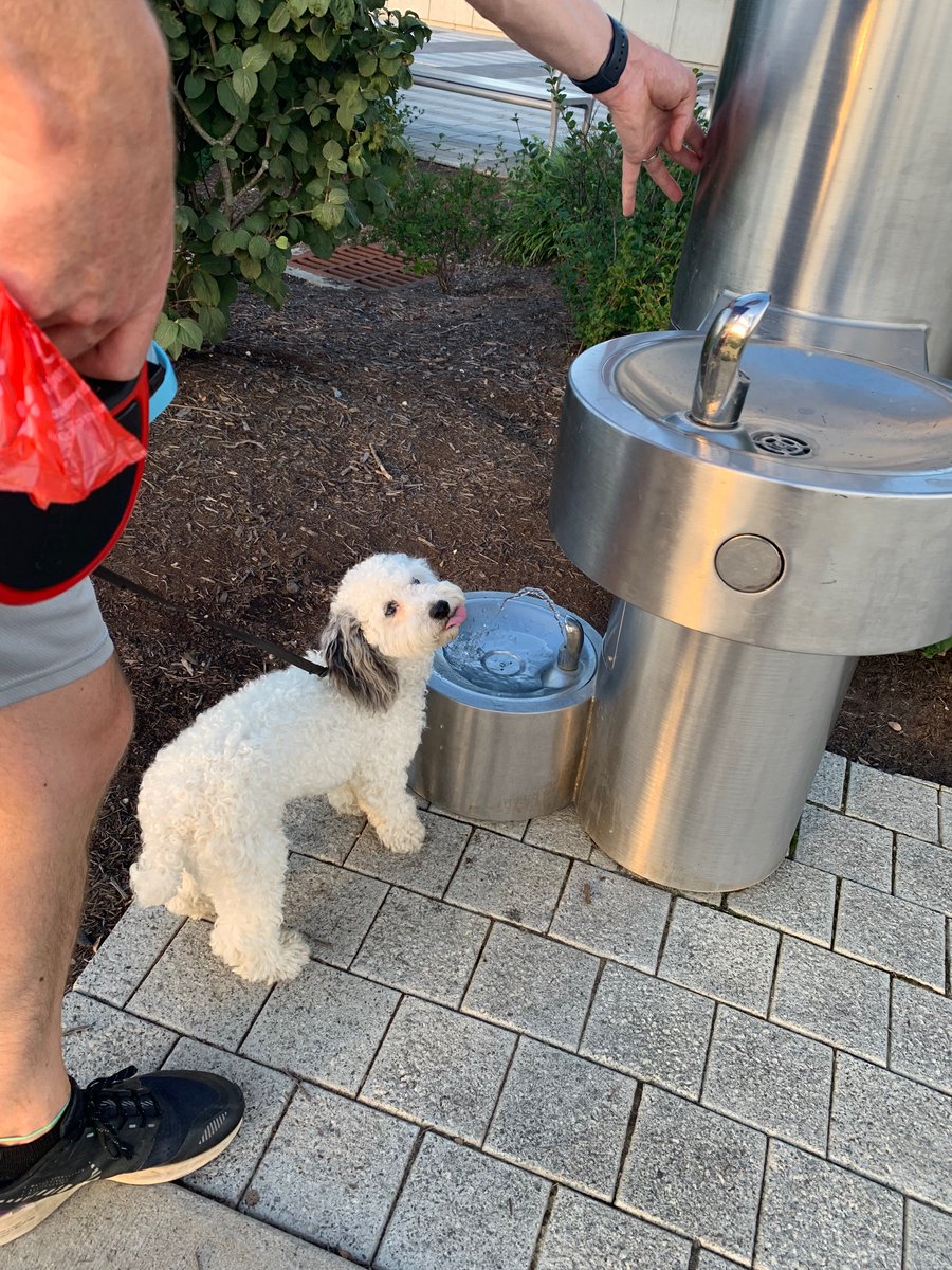 Cookie is staying cool in the heat #DogsofSummitPark <a href="/summitblueash/">Summit Park Blue Ash</a>