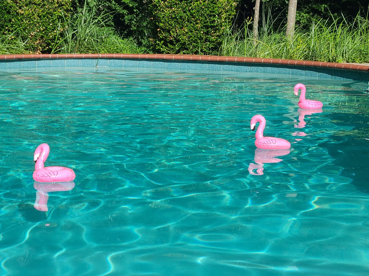 QuaintrelleCult's tweet image. Ah, to be a lil drink flamingo, lazily wandering around the pool.. 😎
#drinkfloaties #inflatableflamingo #poolfloaties #poolday #poolside #livinthedream