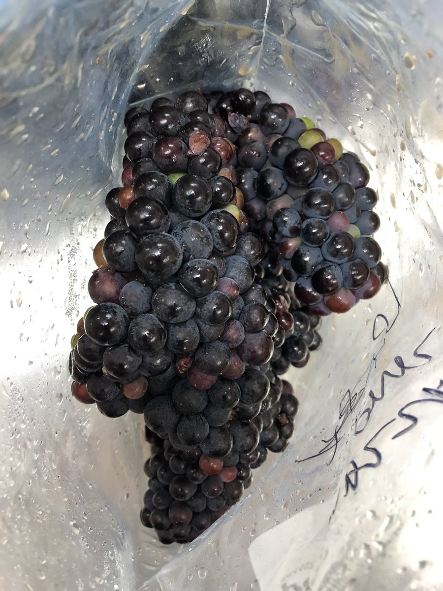 The Foreign Affair Winery (@wineaffair) on Twitter photo Sampling Pinot 🍇 Sampling Pinot 🍇