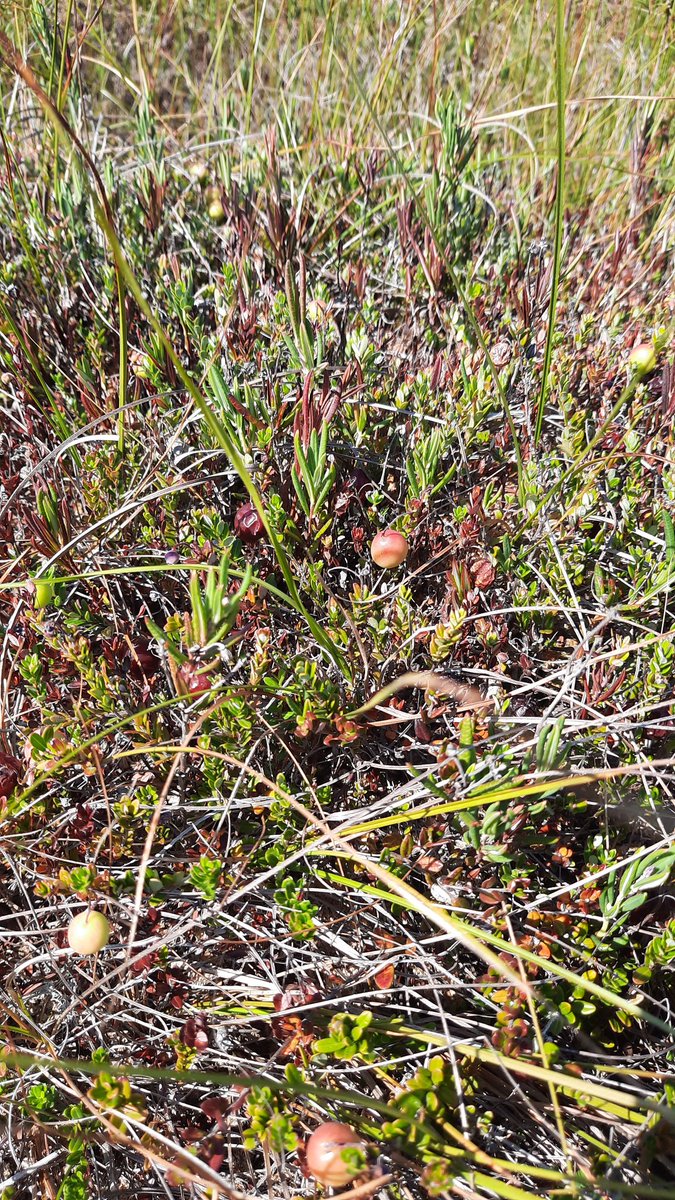 Had a fun fieldwork with <a href="/tzuyilu/">Tzu-Yi Lu</a> yesterday. So many blueberries and cranberries at the bog! 🫐