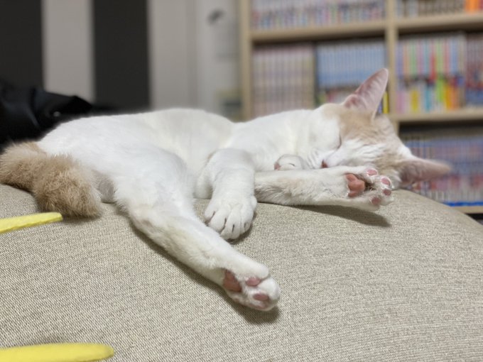 サンシャイン池崎 超公式さん の最近のツイート 1 Whotwi グラフィカルtwitter分析 サンシャイン池崎 超公式さん の最近のツイート 1 Whotwi グラフィカルtwitter分析