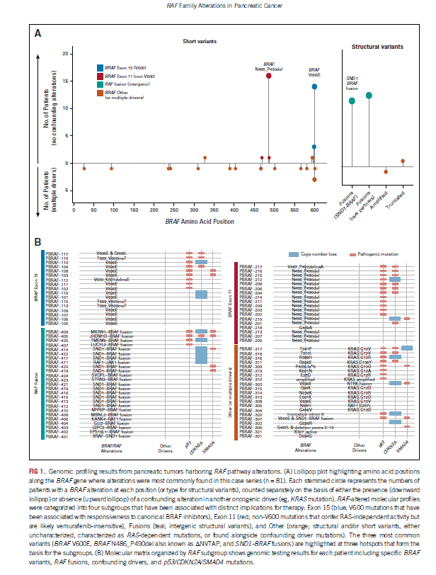 VivekSubbiah's tweet photo. 🚨Hot off the press 👉Analysis of RAF Family Alterations in Pancreatic Cancer: Real-World Outcomes. Kudos to @PanCAN team @EmilyLyons87 @arosenzweig19 @DrHendifar @MPishvaian @kennamshaw et al for the collaboration &amp; perseverance @ASCO_pubs  https://t.co/vmQihZSsyG https://t.co/BSwvUp2zMF