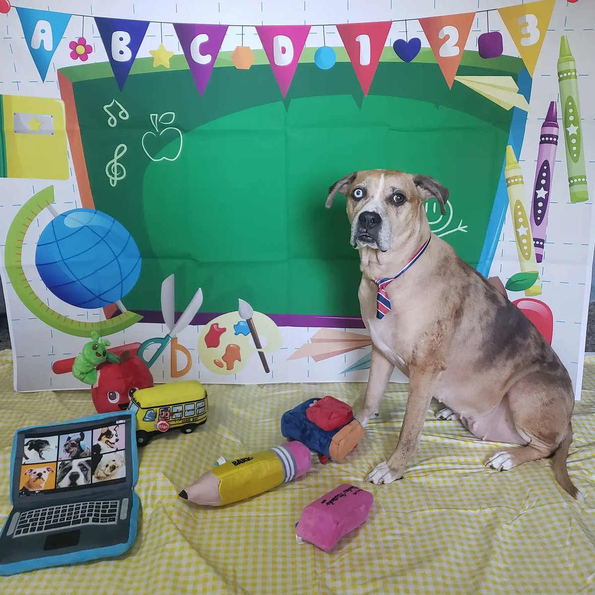 RaisingThe_Woof's tweet photo. We hope everyone is enjoying being back at #school! 🍎 What's your favorite part?

Billie's are the treats and the #zoom videos with her pupper friends 🤣

#backtoschool #barkboxdogs #dogschool #zoommeeting #goodgirl #dog #dogs #dogsrule #doglife #dogsoftwitter #dogsofarizona https://t.co/LpZeEnYmHm