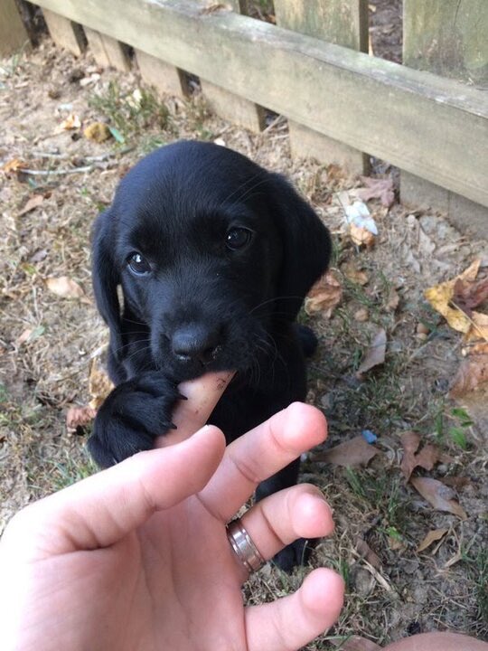 dog_rates's tweet image. This is Mattie. She's extremely dangerous. Will bite your h*ckin finger right off. 12/10 would still pet with caution