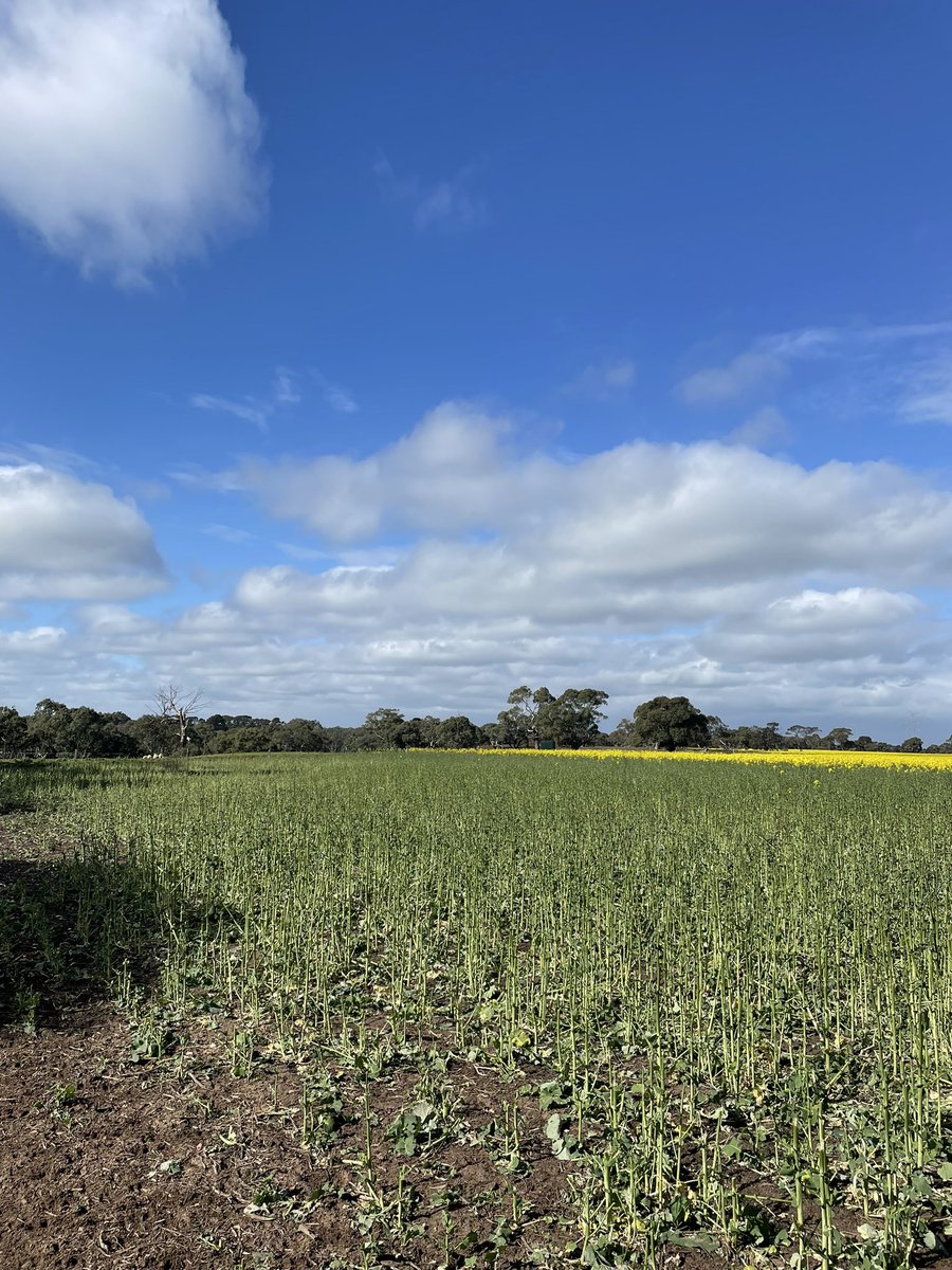 How late can you graze canola without a yield penalty?? 😂 #graingraze