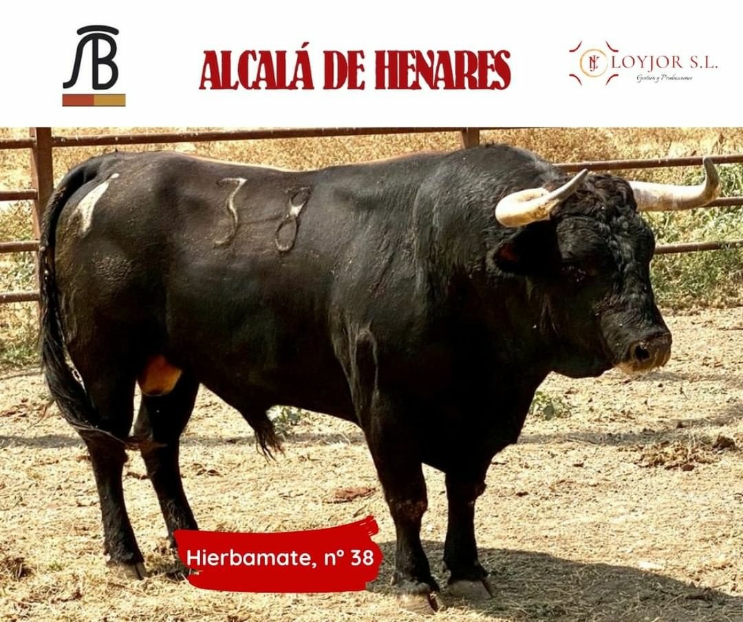 afitauro's tweet photo. 🚨🚨 Aquí tienes los toros que se lidiarán este domingo en @TorosAlcala 🚨🚨

🏃🏻 ¡Corre a por las entradas! 🎟️

📅 Domingo 29 de agosto

🐂 @TorosBanuelos

👤 @ferreratorero
👤 @MoranteTour
👤 @juanortegapr

📍 En Alcalá, !este año sí! 💪🏽

https://t.co/rXeoD6sChr  

@LoyjorSL https://t.co/d5lokVqq7v