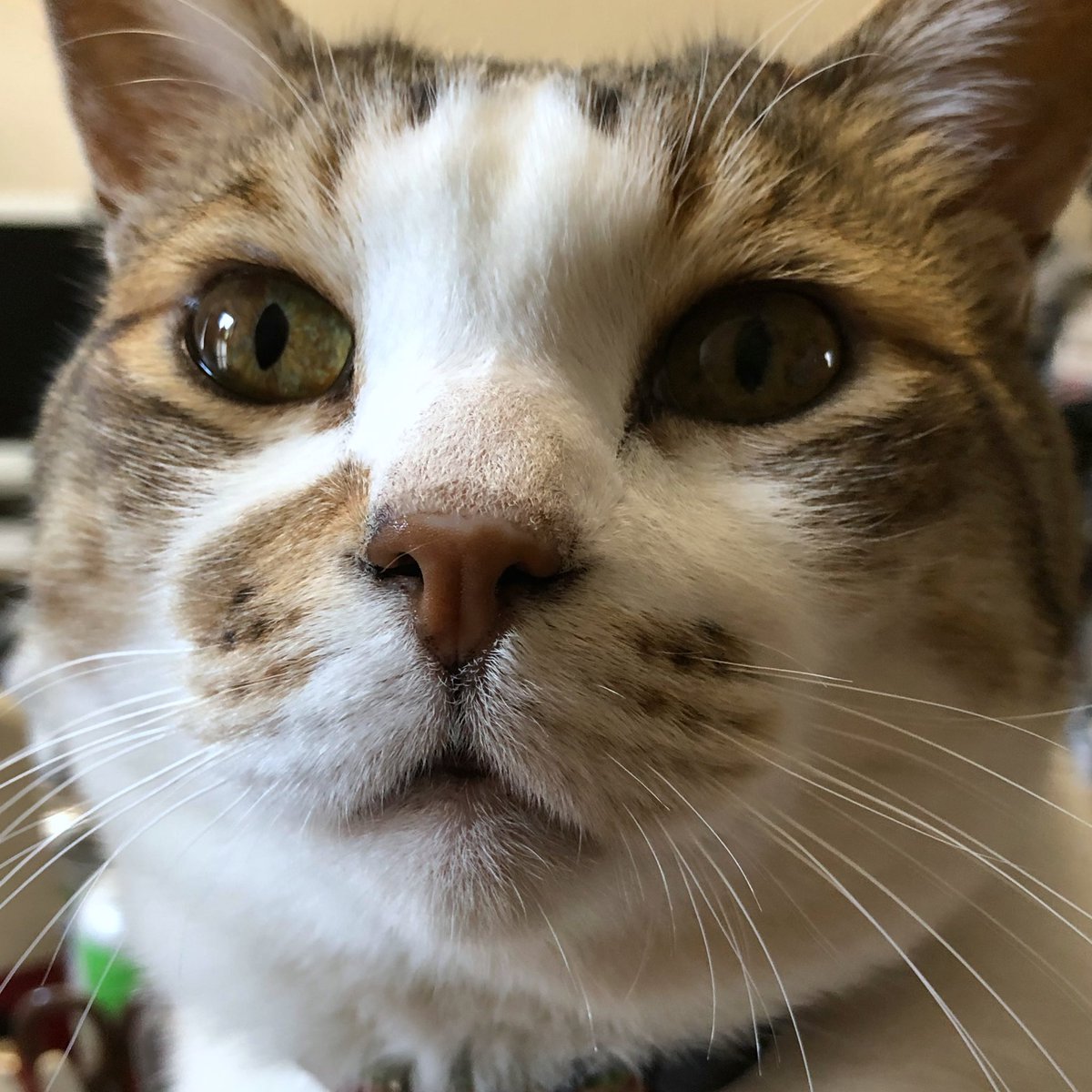 Chisaki على تويتر ニャン太の面白い顔 大好き 猫 ネコ ねこ 猫好きさんと繋がりたい 猫がいる生活 多頭飼 Chisaki على تويتر ニャン太の面白い顔 大好き 猫 ネコ ねこ 猫好きさんと繋がりたい 猫がいる生活 多頭飼