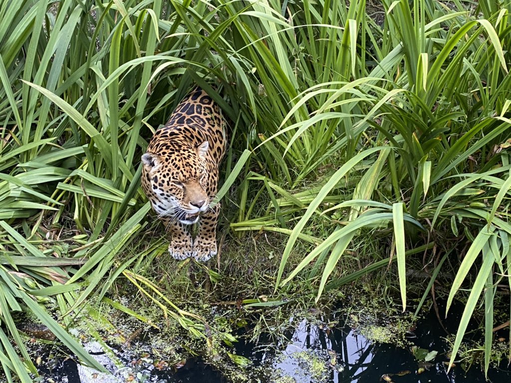 Two very different reactions to the heat today <a href="/DartmoorZoo/">Dartmoor Zoo</a>