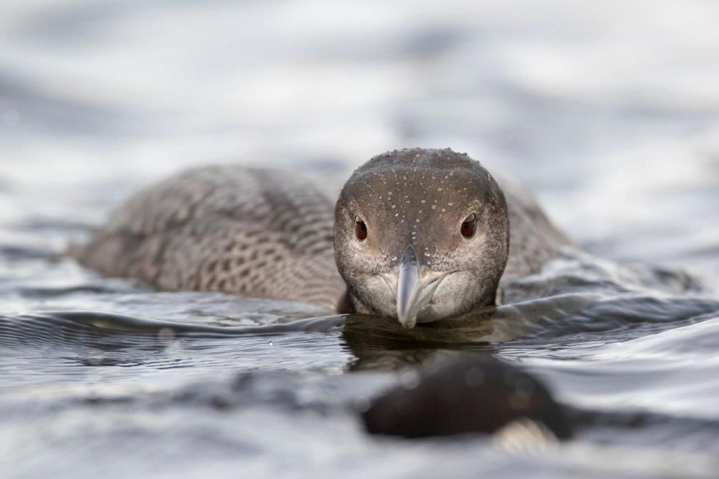 Volunteer4Birds's tweet photo. Media Release: Our Canadian Icon Needs Our Help https://t.co/emm6yMeJwR @BirdsCanada #Lakes #keepcommonbirdscommon #Cottage https://t.co/mZLKB2SJU6