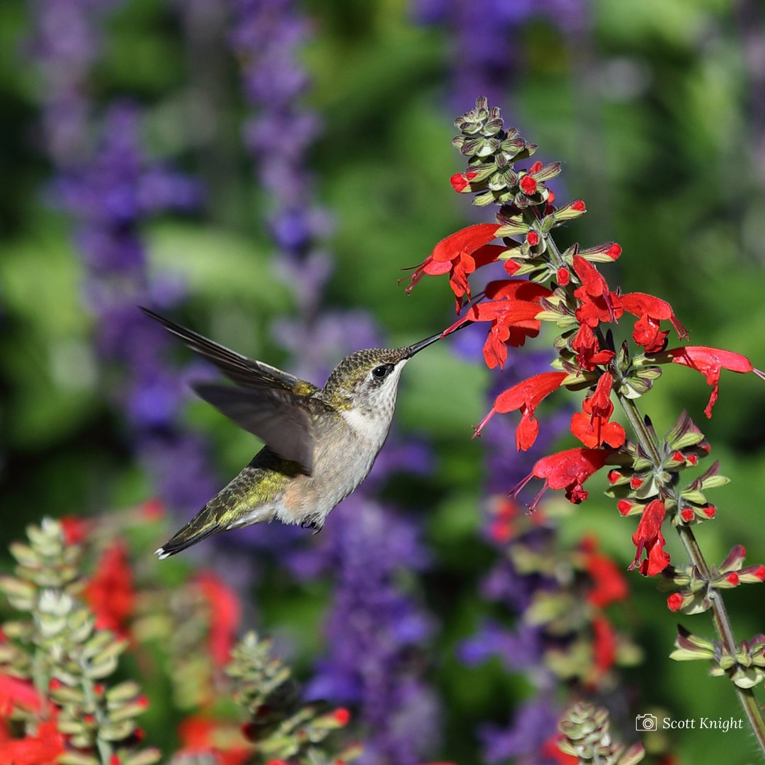 Garden4Wildlife's tweet photo. Q: Why does the #hummingbird hum? A: Because it doesn't know the words! Jokes aside, a hummingbird brain is 4% of its body weight, but proportionately the largest in the bird kingdom. Do you have any repeat visitors this year? #GardenForWildlife https://t.co/mKPOpBrEnU