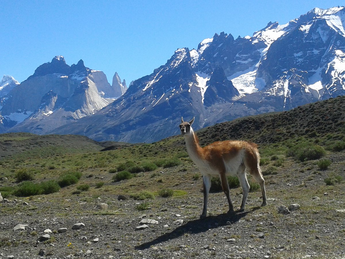 Inspiring others to explore Patagonia while promoting small businesses. Stay tuned! #patagonia #travelpatagonia #torresdelpainenationalpark #surdechileteamo #explorepatagonia