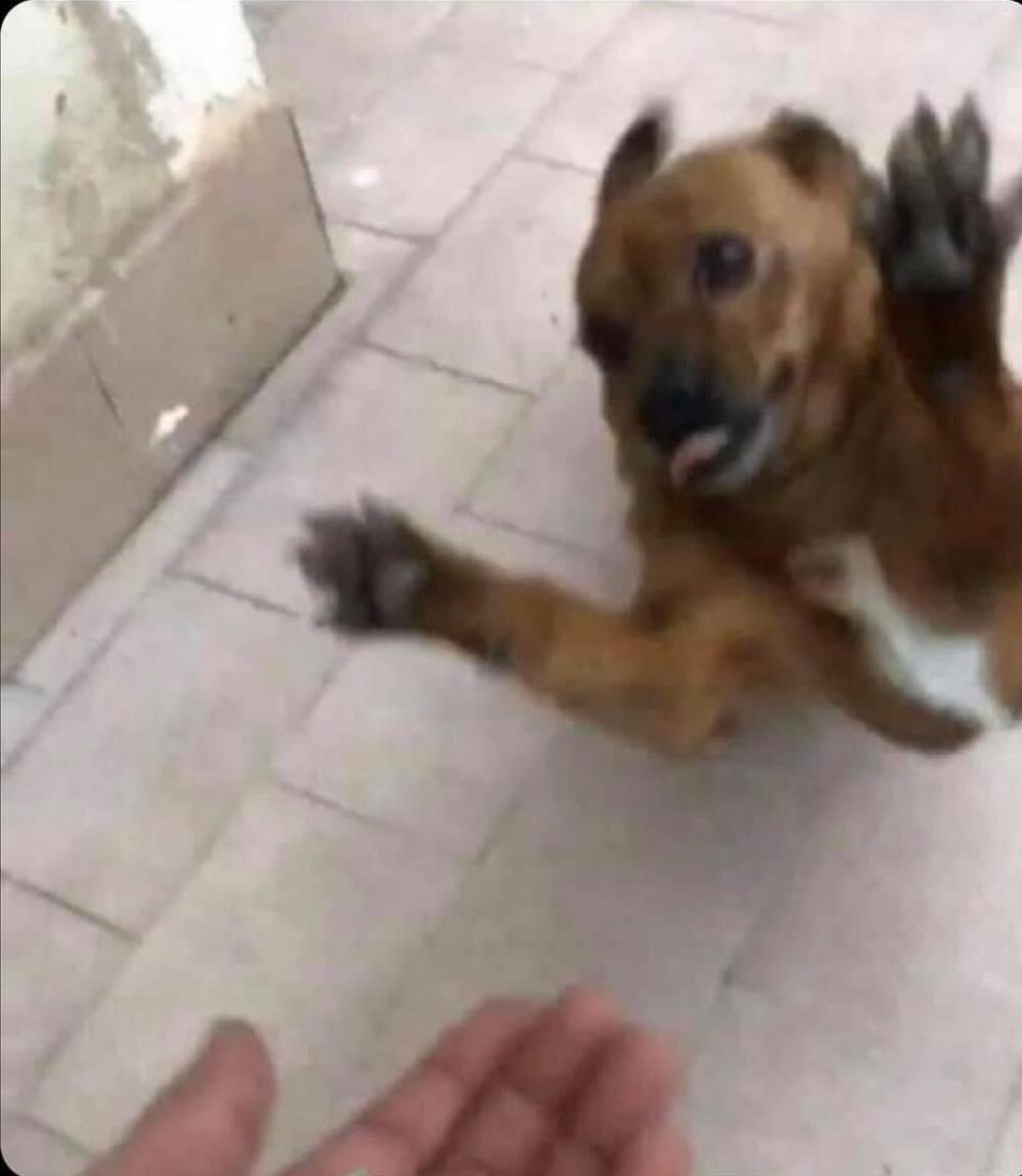 alguien: nadie te quiere

mi perro cada vez que llego a casa: