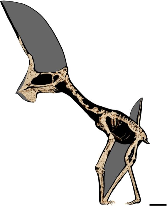 TetZoo's tweet image. That amazing Tupandactylus was finally published by Beccari et al. in #PLoSONE. Loads of data on skeletal proportions (suggestive of terrestrial behaviour, perhaps) and a rare, fair suggestion of the mutual sexual selection hypothesis :) journals.plos.org/plosone/articl… #pterosaurs