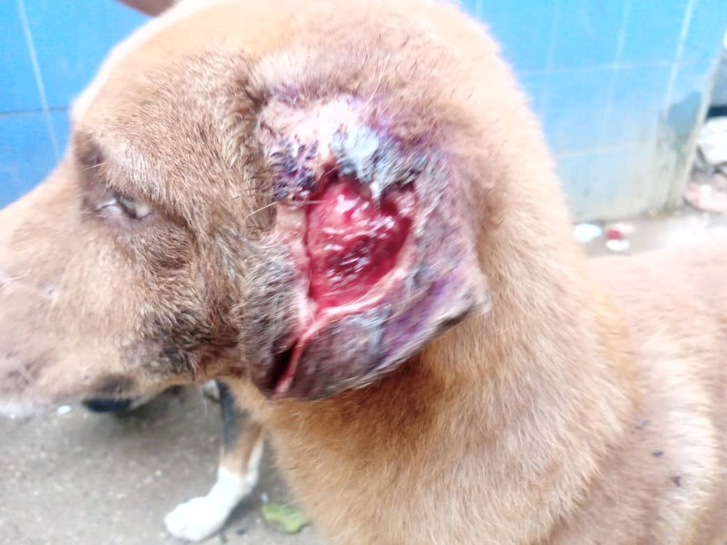 TarekWiliamSaab's tweet photo. #DETENIDA Yasmin Salazar Castro propietaria de un albergue ubicado en la Av Palmas investigada por maltratar a las mascotas comunitarias que son llevados al lugar; A dicha ciudadana se le #Imputara los delitos de maltrato animal y hacerse justicia por propia mano https://t.co/Sqf9ClOCHF