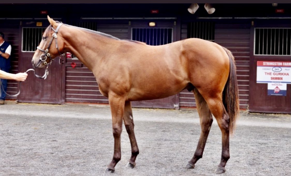 DaveLoughnane_'s tweet photo. 3 newbies added to the team from @GoffsUK Premier yearling sale. 🚀 Purchased by @MichealOrlandi for owners @zennerman @jdavelowe &amp; Tom Hartley. The Dream starts all over again 🎩🙌🏻🚀🐎 @JoeB142 #CompasEquine #FutureStars #GetInvolved https://t.co/uVcGFDtm5B