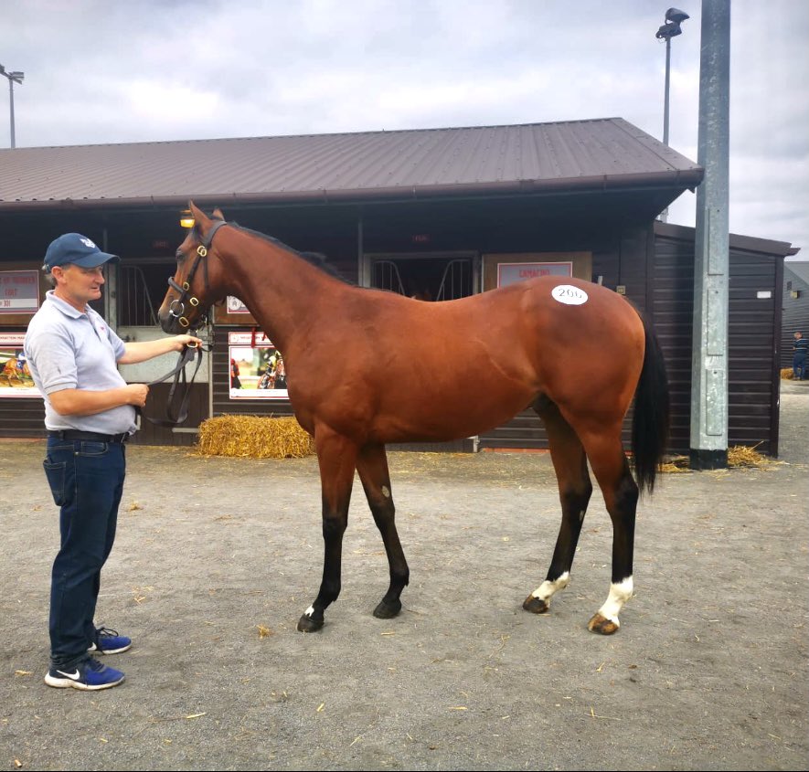 DaveLoughnane_'s tweet photo. 3 newbies added to the team from @GoffsUK Premier yearling sale. 🚀 Purchased by @MichealOrlandi for owners @zennerman @jdavelowe &amp; Tom Hartley. The Dream starts all over again 🎩🙌🏻🚀🐎 @JoeB142 #CompasEquine #FutureStars #GetInvolved https://t.co/uVcGFDtm5B