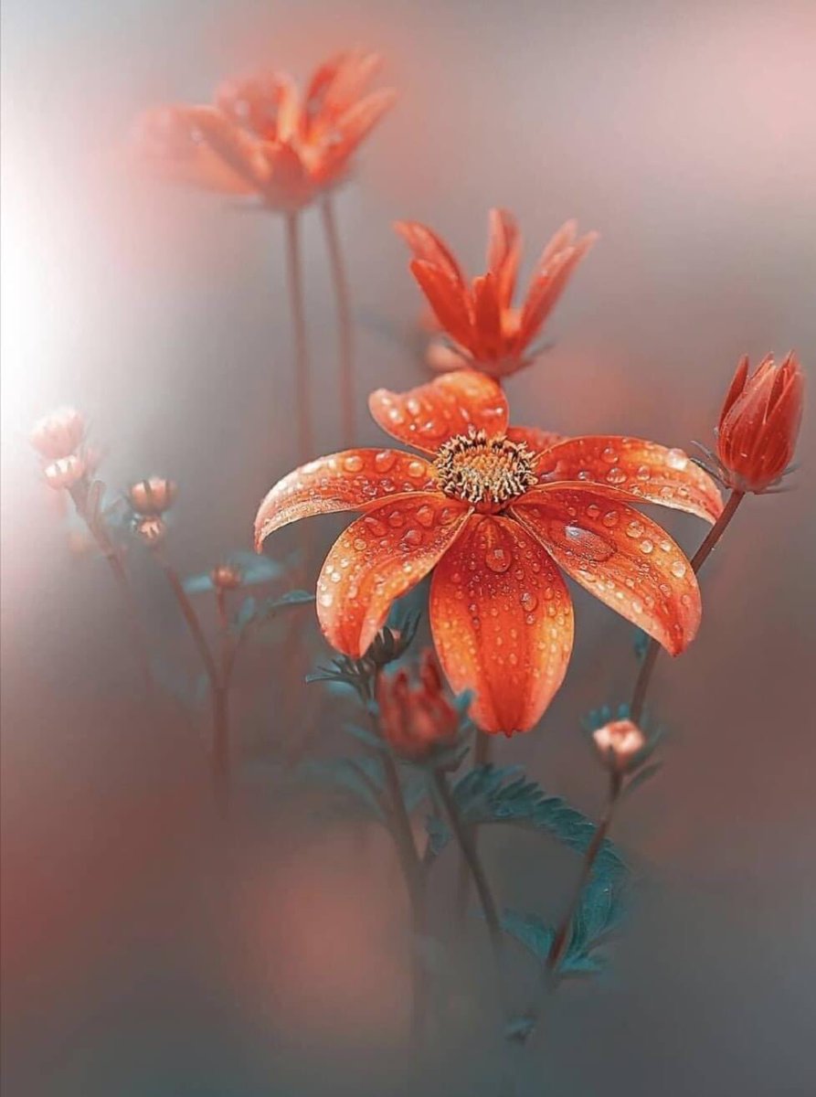 Cathhewat123's tweet photo. Good Evening…Friends 🌸🌸🌸
🦩🌸🍃🦩🌸🍃🦩🌸🍃🦩🌸😘 https://t.co/rvCFZl7Tcx