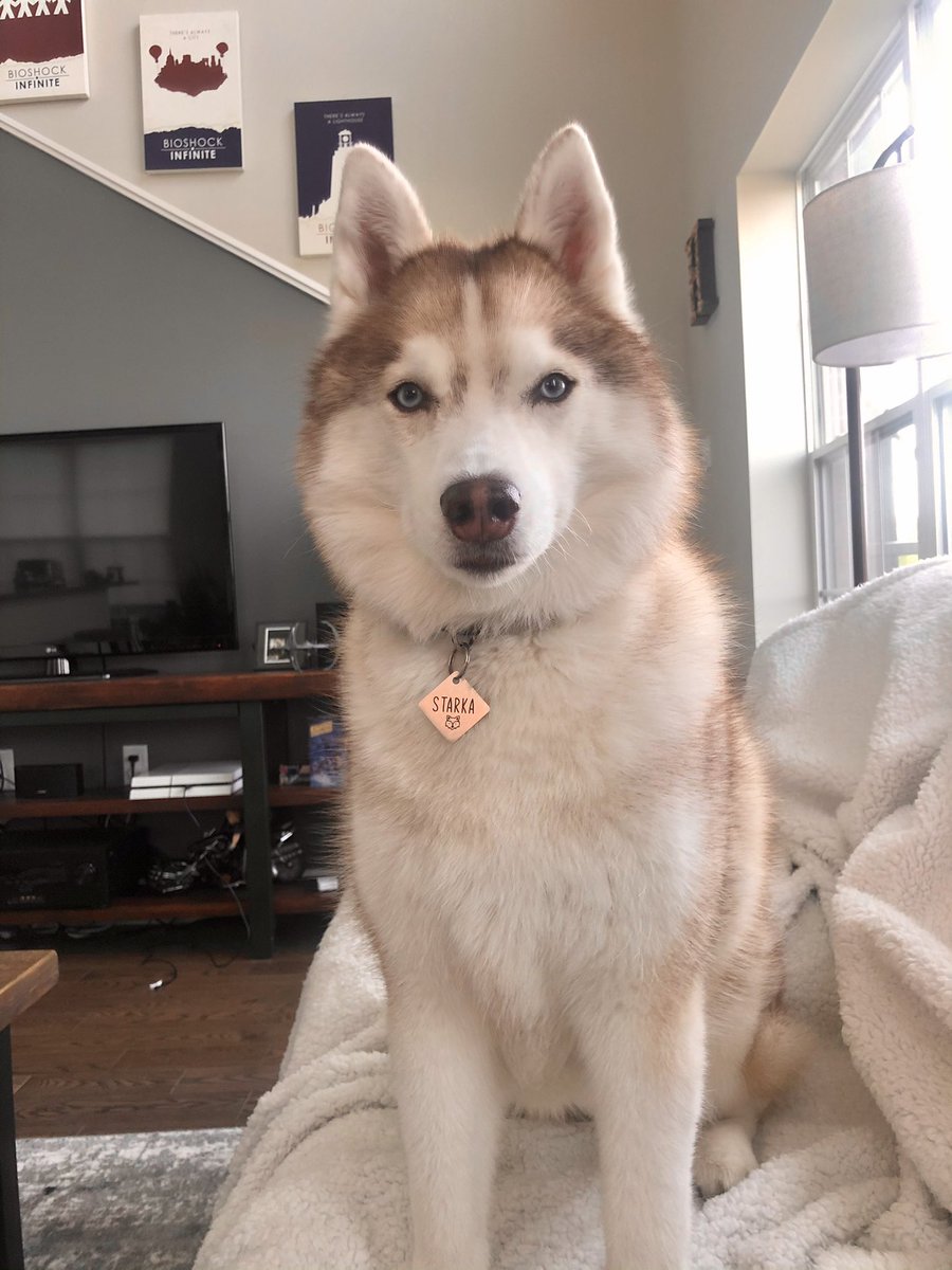 Hi Friends! If you’re in the Gaithersburg/ Laytonsville area of MD, please keep an eye out for my pupper, Starka. She got out this afternoon, and I am heartbroken.