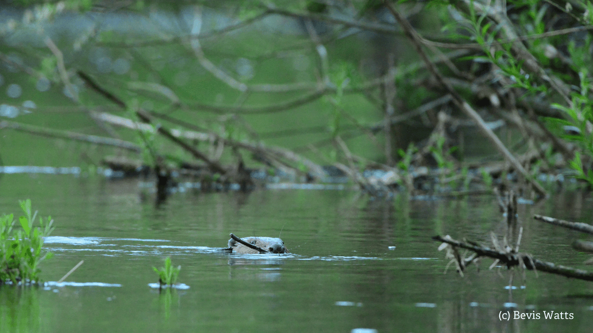 A beaver is the perfect package. Fascinating, charming, good for wildlife. So it's great that the Govt has launched a 12-week consultation on whether they should be introduced into the wild. Add your voice to our call for an ambitious beaver strategy here: wtru.st/act-for-beavers