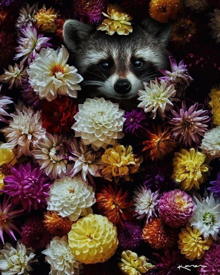 1000_1AlisaKey's tweet photo. Что будет, если когда-нибудь Чон Чонгук заведет себе енота?

#Lizkook #Liskook #Lisa #Jungkook #1000_1AlisaKey https://t.co/MfXiPTsvA0