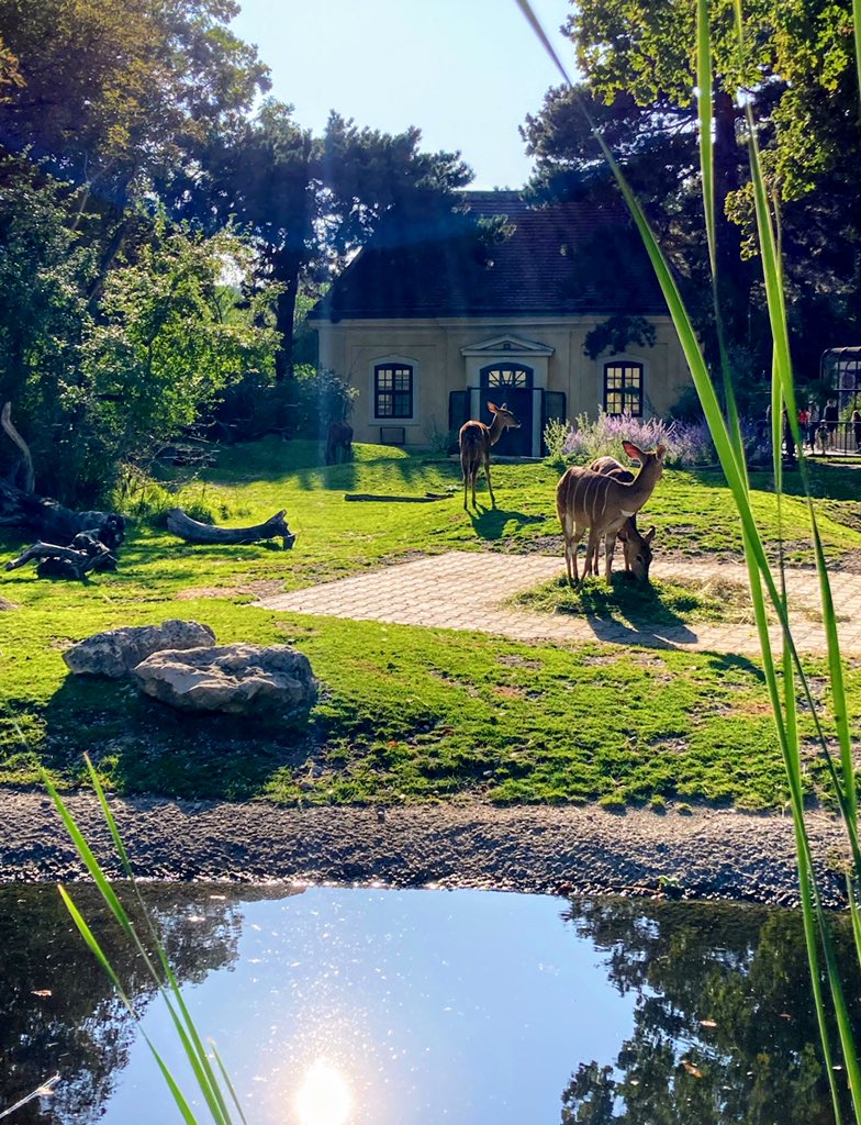 Miyuki オーストリア ウィーン オーストリアのオススメ 世界遺産である シェーンブルン宮殿と庭園群 にある 世界最古の動物園 1枚目 ニアラ 2枚目 ダチョウ 3枚目 ダマガゼル 続く T Co 6nrsaqxypu Twitter