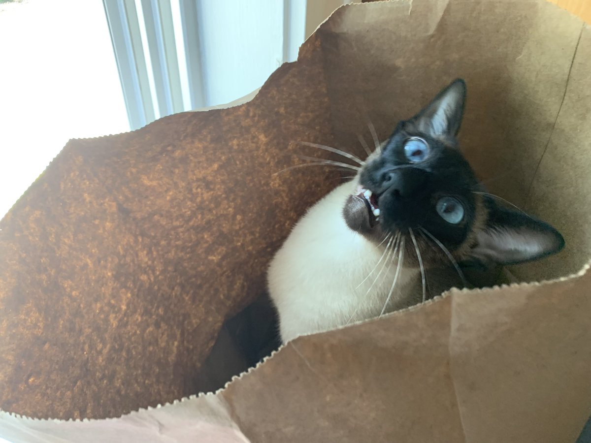 Zheng3_Jim's tweet image. help giorgio am trapped in bag