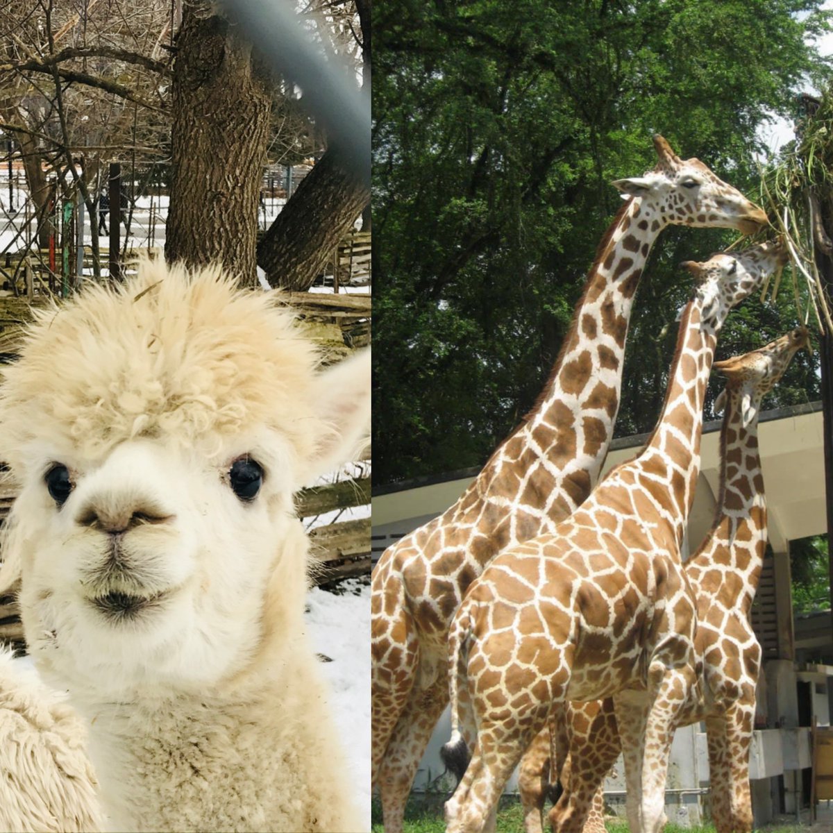 BoxbriteTech's tweet image. Our theme of the week for our photo challenge last week was ZOO, these two tied for first place. A llama at Waterloo park taken by Niloofar, her favourite animal. The family of giraffe&apos;s snacking together is from Zoo Negara in Kuala Lumpur, Malaysia, taken by Shirin.