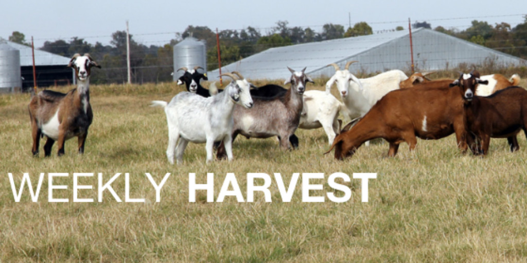 The latest #ATTRA Weekly Harvest features info on starting a meat plant, financial benchmarks for vegetable #farmers, on-farm research &amp; our latest #SustainableAgriculture videos, events, blogs &amp; podcasts. Free online: bit.ly/3Dl3LI4.