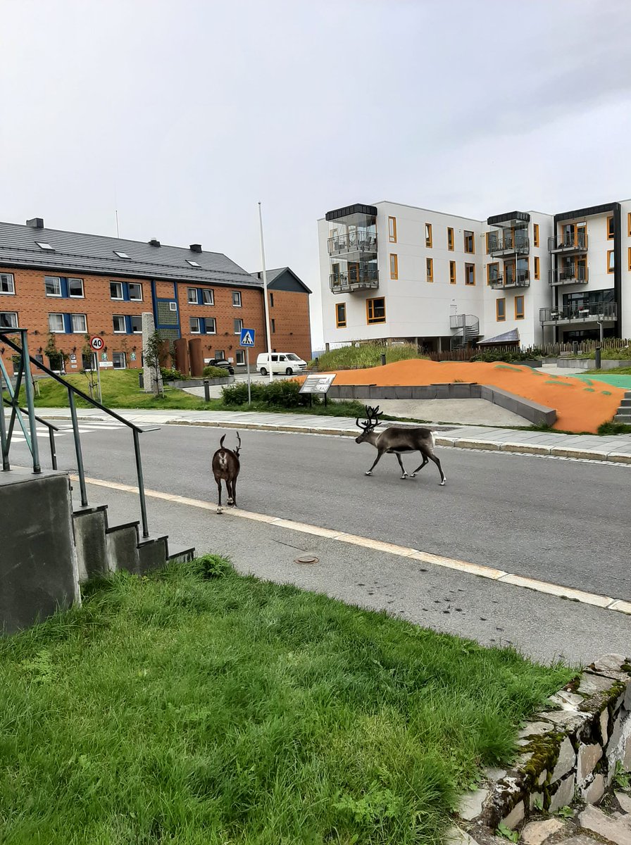 Mensa Norge tweet media