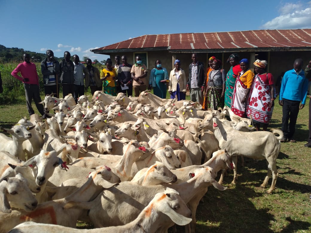 KcsapWest's tweet photo. The CPCU and Community Driven Development Committees of Sook and Endough wards has today distributed 205 galla goats to 10 Common interest groups. https://t.co/5zNwNVeijd