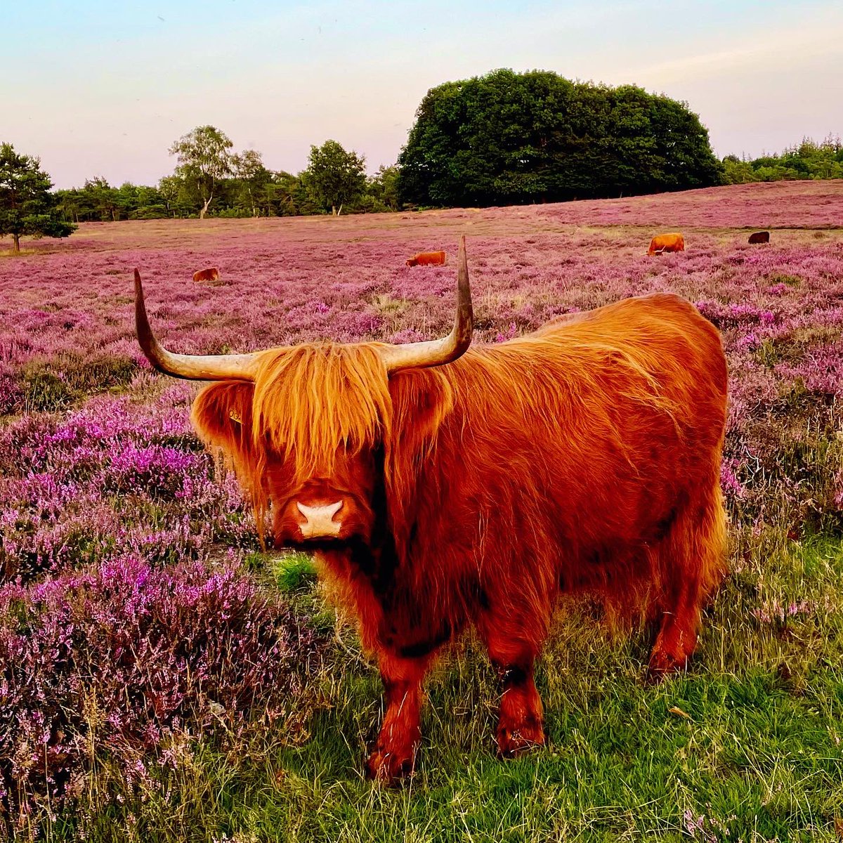 Mooi beestje! #schotsehooglander