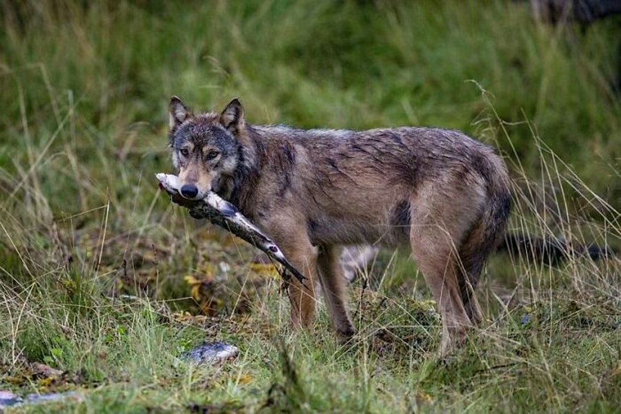 R wolf. Волк великих равнин. Волк в дикой природе.