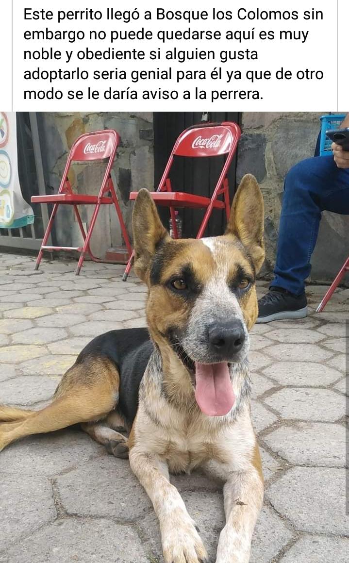 joanRAMSES's tweet photo. @ExtraviaDog nos apoyan a compartir esta en bosque los Colomos Guadalajara. https://t.co/ixRezG0Qto