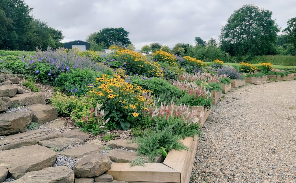 Chuffed to bits with the way this border planting is coming on, #Rudbekia 'Gloldsturm' and #Persicaria 'Darjeeling Red' all up in your face as the #nepeta starts to go over  looks like a second flush on the #Euphorbia epithymoides too #planting #garden #flowers #latesummer