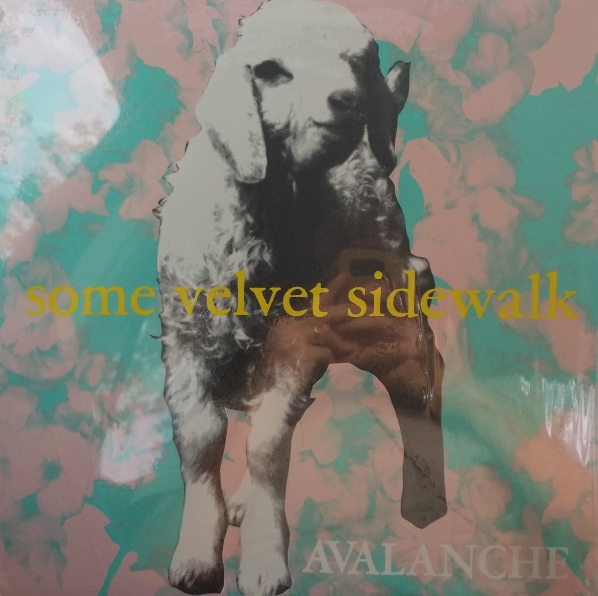 Record Rack Florida tweet media