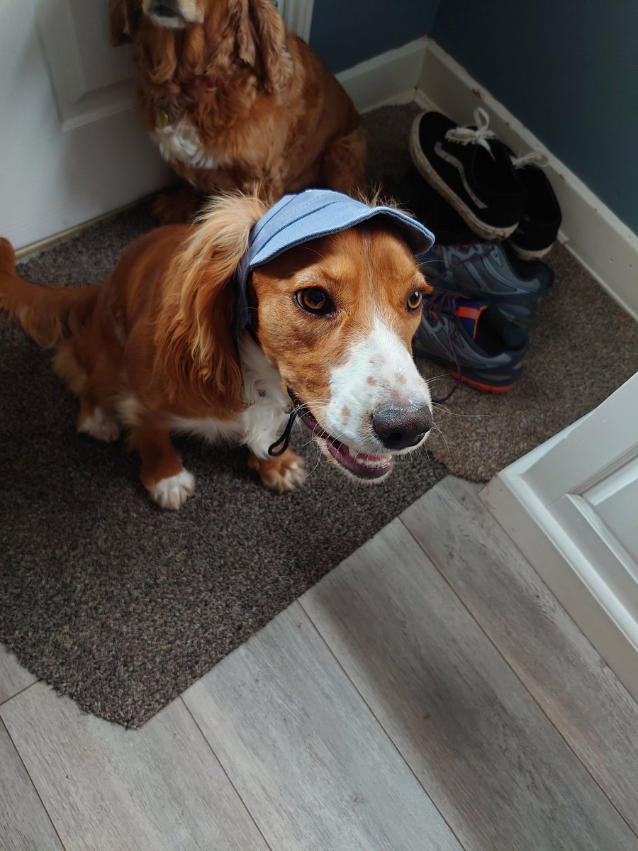 epicmickay's tweet photo. Pup hat https://t.co/A0SxVFBjSN