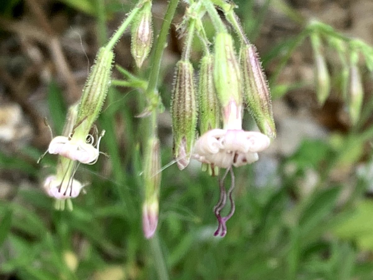 papaver's tweet photo. New on the blog: https://t.co/fMF5lQBpZw the planting out of the Nottingham Catchfly plants I grew as part of the @NottmCastle project to return the #NottinghamCatchfly to where it was named after, after an absence of 200 years #gardenblog #blog #nottingham https://t.co/UbooJkMx6Z