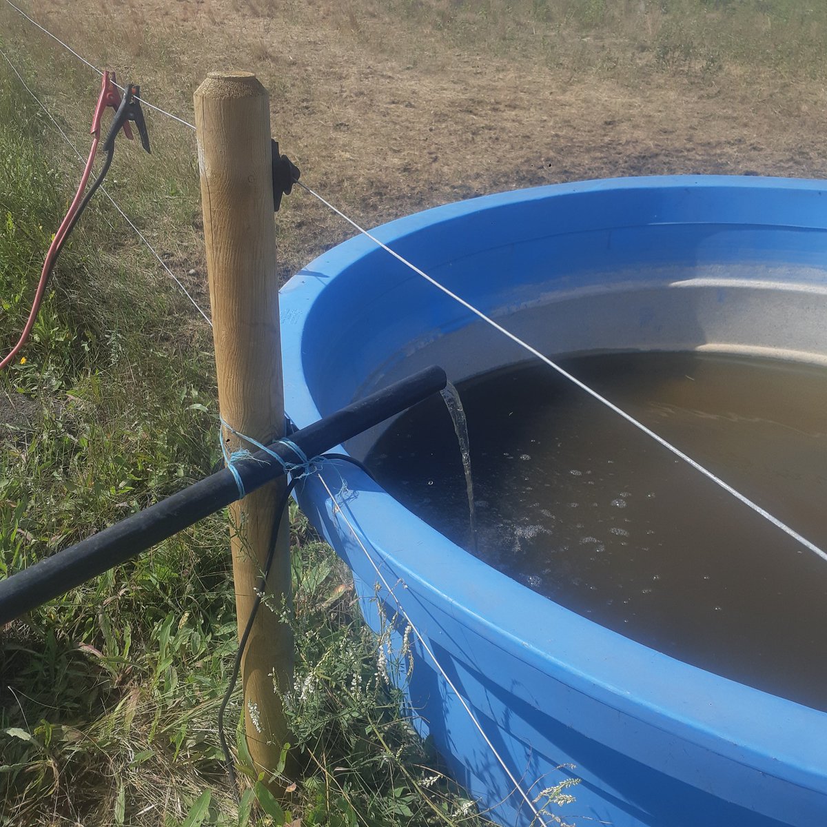 After repairing the solar pump wiring, again, after the beavers had chewed it, again, the budget solar system is up and running. Maybe the pex water line over the cable will stop the problem.