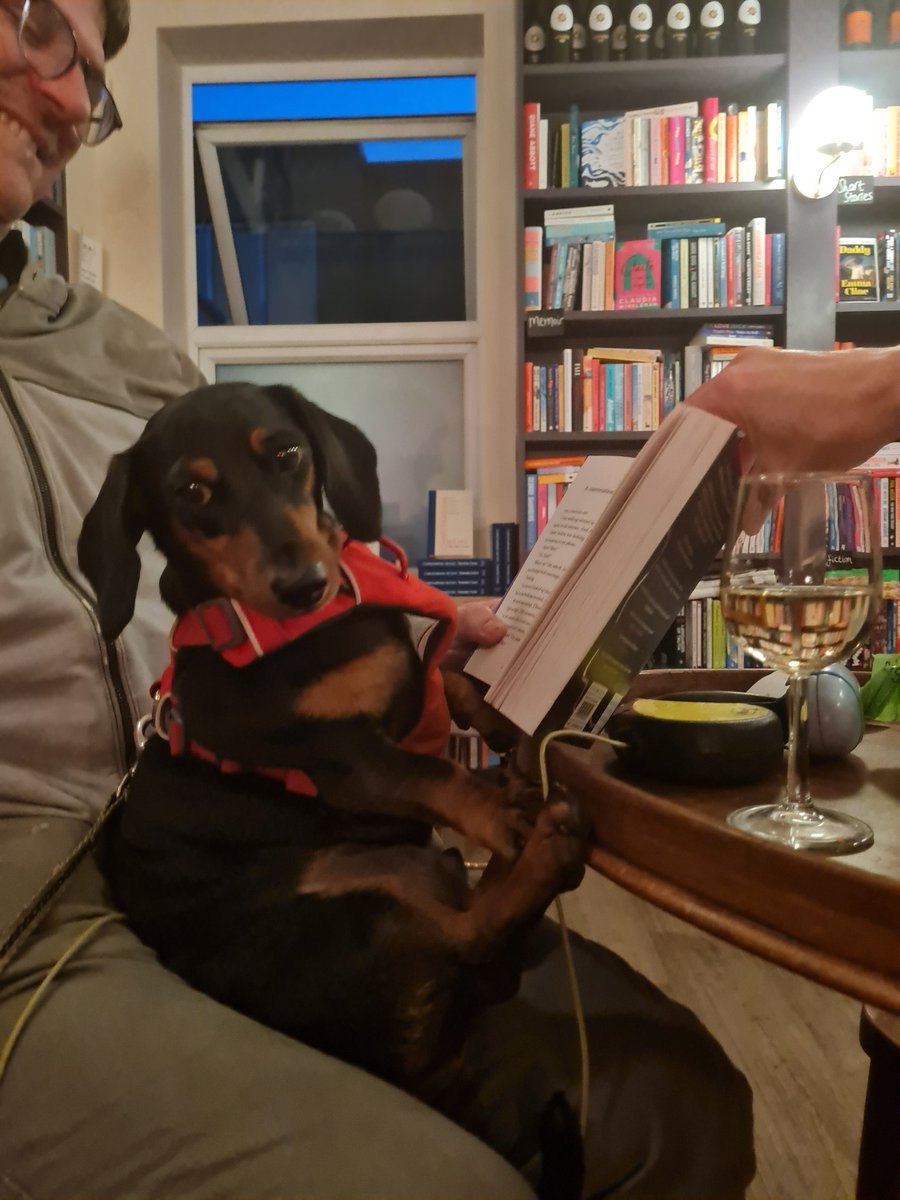 Delightful to see one of our regular canine customers, Arnold the dachshund, enjoying a relaxing Wednesday evening at BookBar.

#bookshopdog