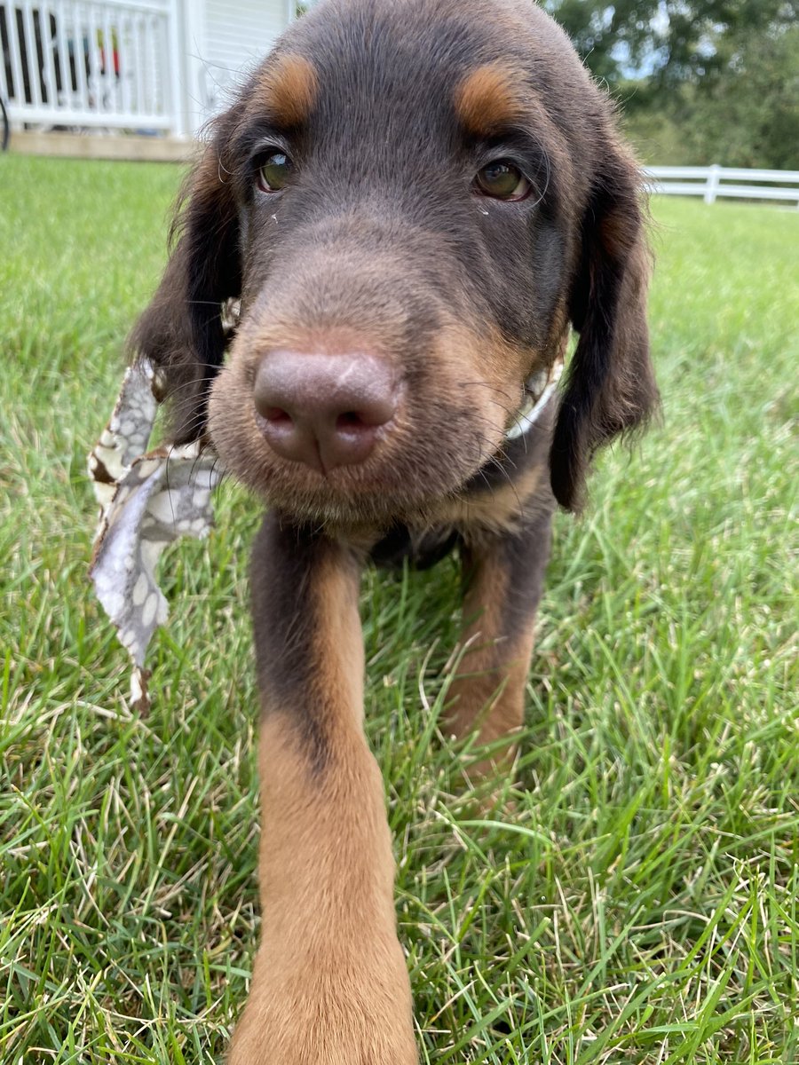 lrjohnson99's tweet photo. Meet Ollie, a good boy 💚 https://t.co/OfJRRiJZdG