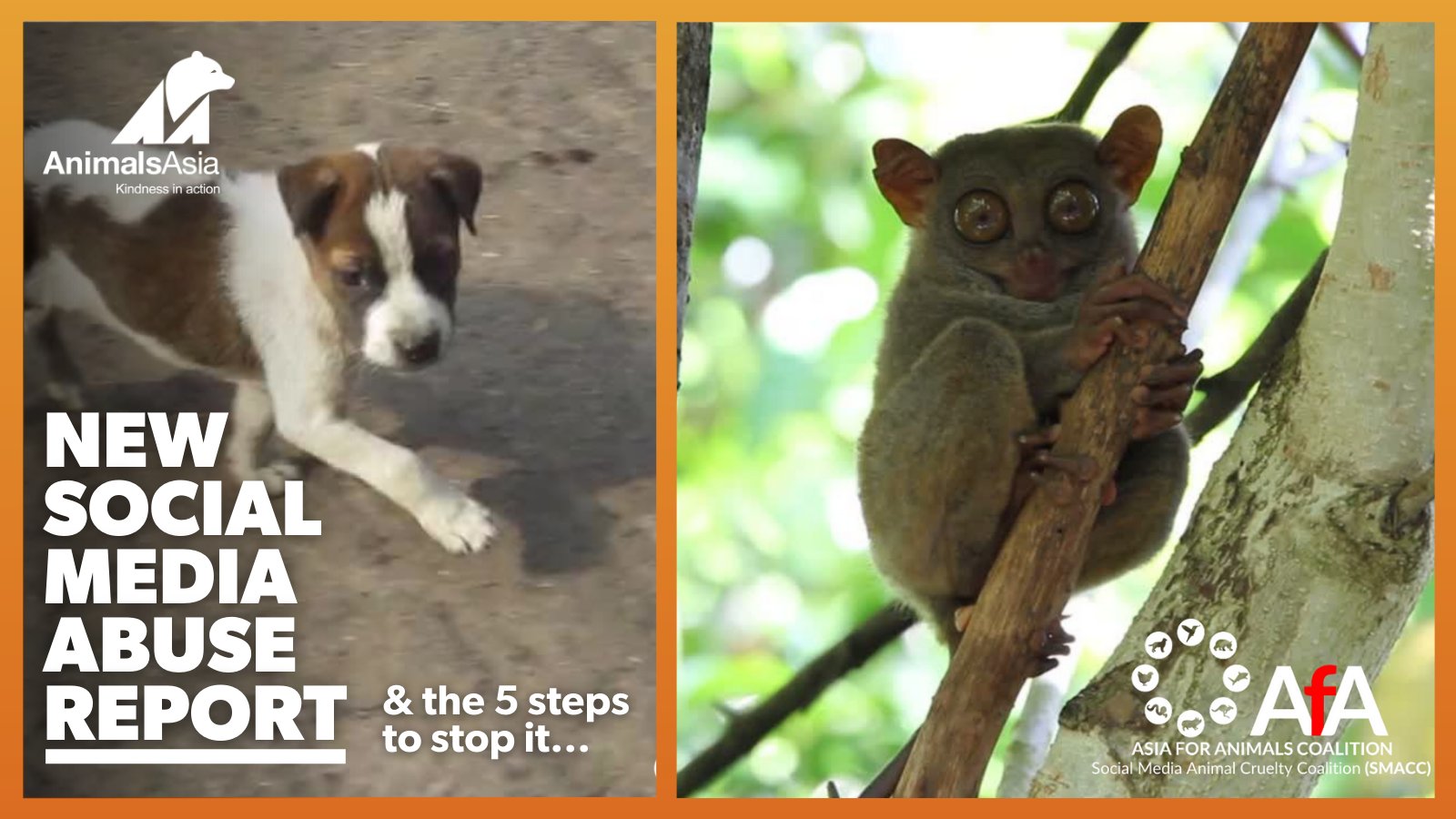 Top 169 + Where can i report animal abuse - Lifewithvernonhoward.com