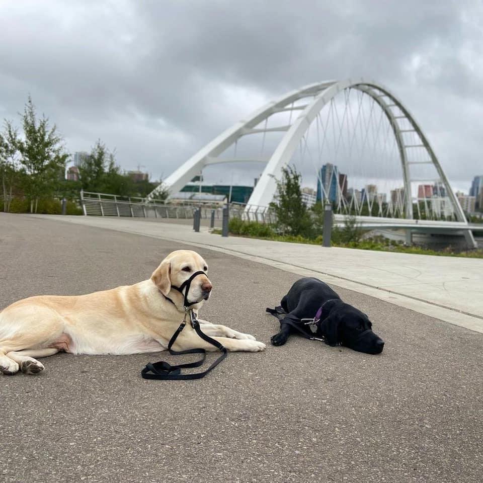 YEGWalkway tweet picture