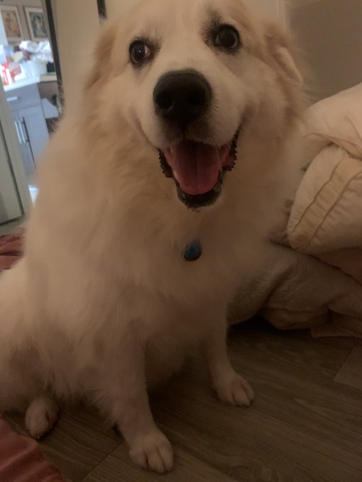 Y&rsquo;all @demonicdollyyy said my dog has pennywise eyes and now I can&rsquo;t unsee it 💀 https://t.co/Fbg6Txi<a class="tags" target="_blank" title="On Twitter" href="/?out=eyJ0eXAiOiJKV1QiLCJhbGciOiJIUzUxMiJ9.eyJpYXQiOjE3MjE1Nzg2MzgsImlzcyI6InR3cG9ybnN0YXJzLmNvbSIsIm5iZiI6MTcyMTU3ODYzOCwiZXhwIjoxNzUzMTE0NjM4LCJyZWRpcmVjdF91cmwiOiJodHRwczovL3R3aXR0ZXIuY29tL2RlbW9uaWNkb2xseXl5In0.ng_y1B4cVPD7JwVTj5D7IUhdDD_QQhkFAqReWUcuBQ7bbfPPUYBxb0ogUXuK89H7aky5zi0AHjkKbdCZXtAdcQ">@demonicdollyyy</a>