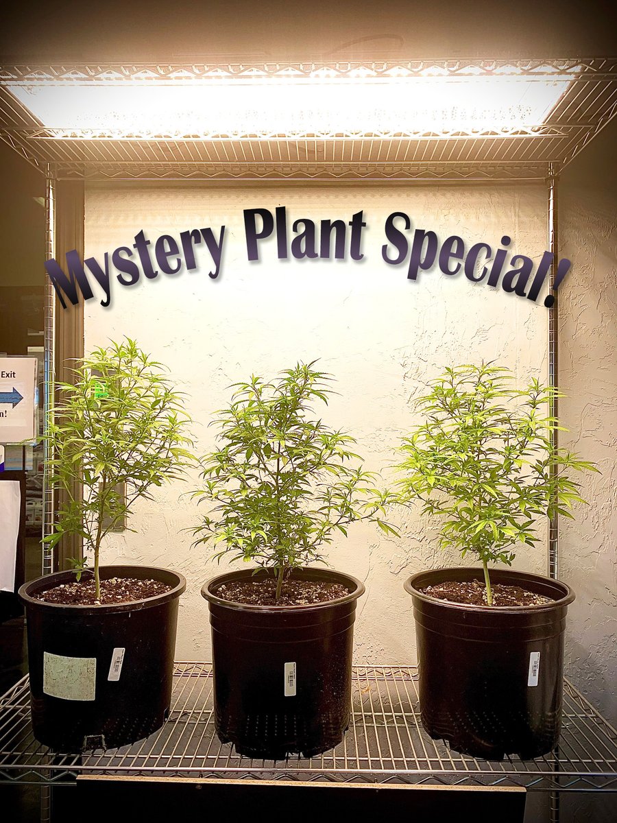 EscalatedGreens's tweet photo. Can you guess what strain these might be? Yeah we don't know either, but they are beautiful and ready to be bloomed!

#wegrowtogether #bylocalsforlocals #mysterystrain #straingames #okmmj #medicalmarijuana https://t.co/S6yyJH2BAh