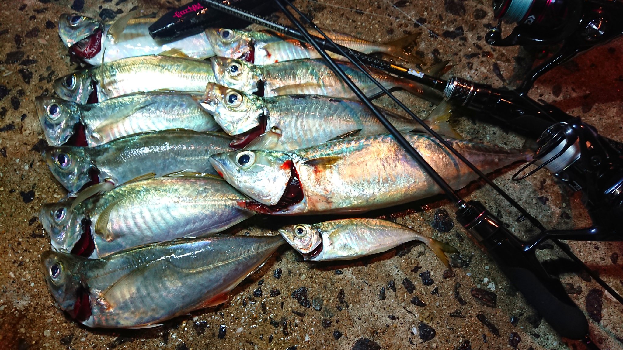 Dijon 広島アジング 今日はサイズ狙いで激流ポイントをピノキャロをメインで攻略 サバは35cmオーバーもアジは尺越えならず しばらくはサイズにも拘っていきたい T Co 0vwaslq5ir Twitter Dijon 広島アジング 今日はサイズ狙いで激流ポイントをピノキャロをメインで攻略 サバは35cmオーバーもアジは尺越えならず しばらくはサイズにも拘っていきたい T Co 0vwaslq5ir Twitter