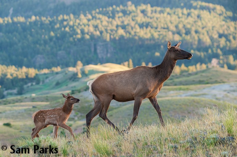WildEarth Guardians tweet media
